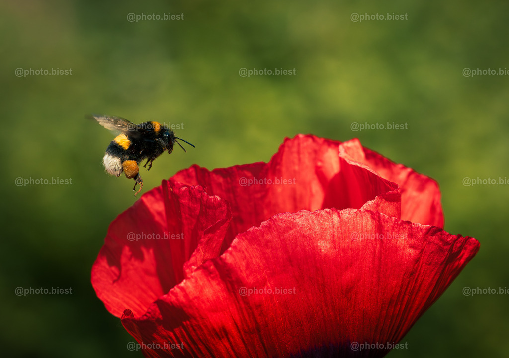 Landeanflug | Eine vollbepackte Hummel besucht die Mohnblüte. - Realisiert mit Pictrs.com