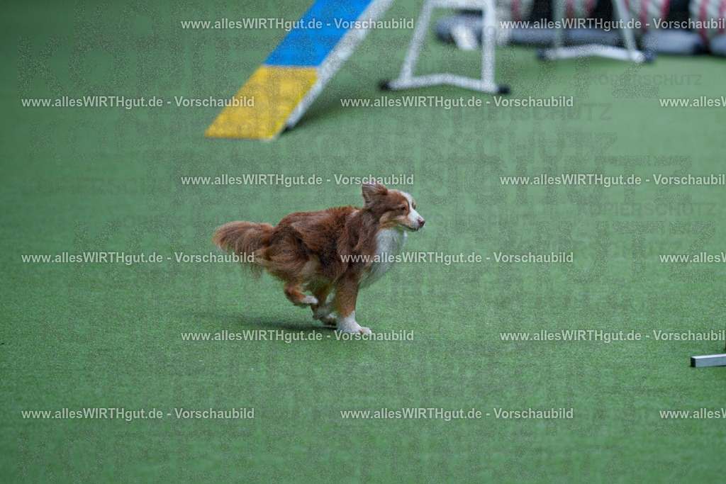 @allesWIRTHgut_Tierfotografie - www.allesWIRTHgut.de - 2604261114-7R509312 | Professionelle Tierfotografie in Mönchengladbach von Daniel Wirth (allesWIRTHgut). Liebevolle & natürliche Bilder von Hunden & Katzen für unvergessliche Erinnerungen.