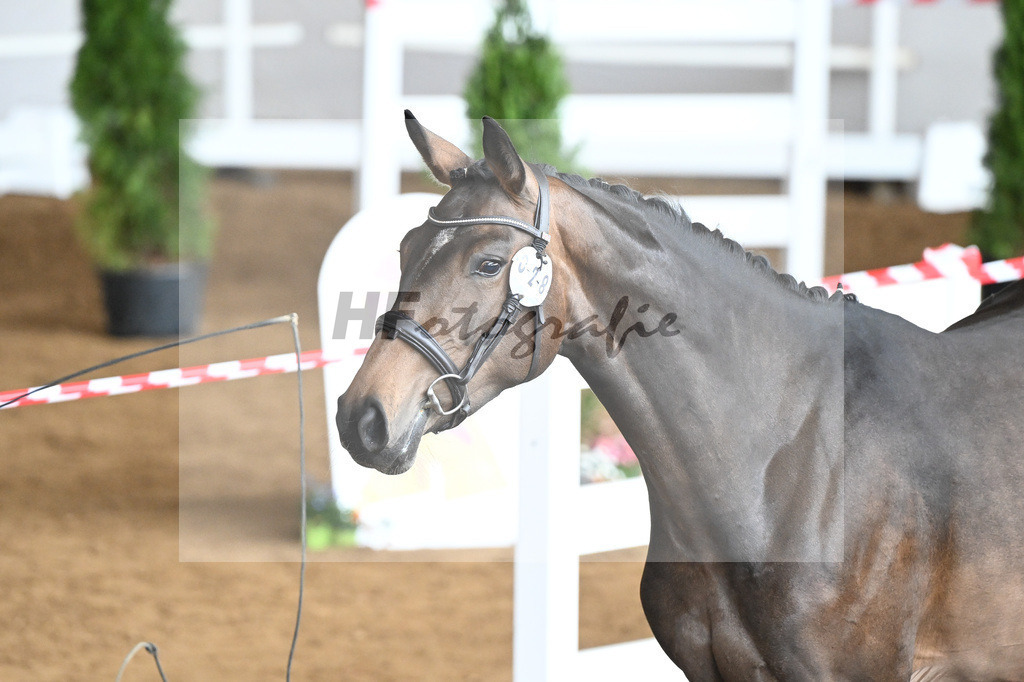 Kat-Nr. 28 Bluna v. Balou du Rouet_Engel u Pfizenmaier_9240575 | hf-fotografie - Realizzato con Pictrs.com