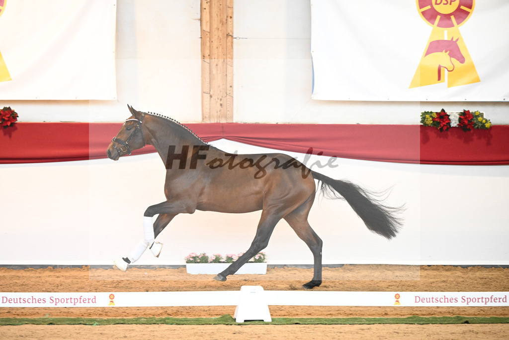 Kat-Nr. 40 Monte Carlo TC x Finest_Gestuet Greim_43230356 | hf-fotografie - Realisiert mit Pictrs.com
