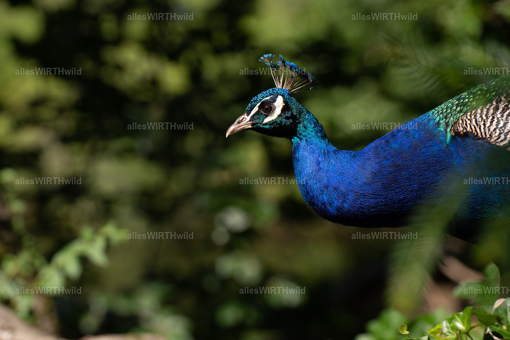 Daniel Wirth - www.allesWIRTHwild.de -20210711-AWG00172 | Entdecke die faszinierende Welt der Natur- und Wildlife-Fotografie von Daniel und Bärbel. Inspirierende Bilder von wilden Tieren und kleinen Naturwundern.