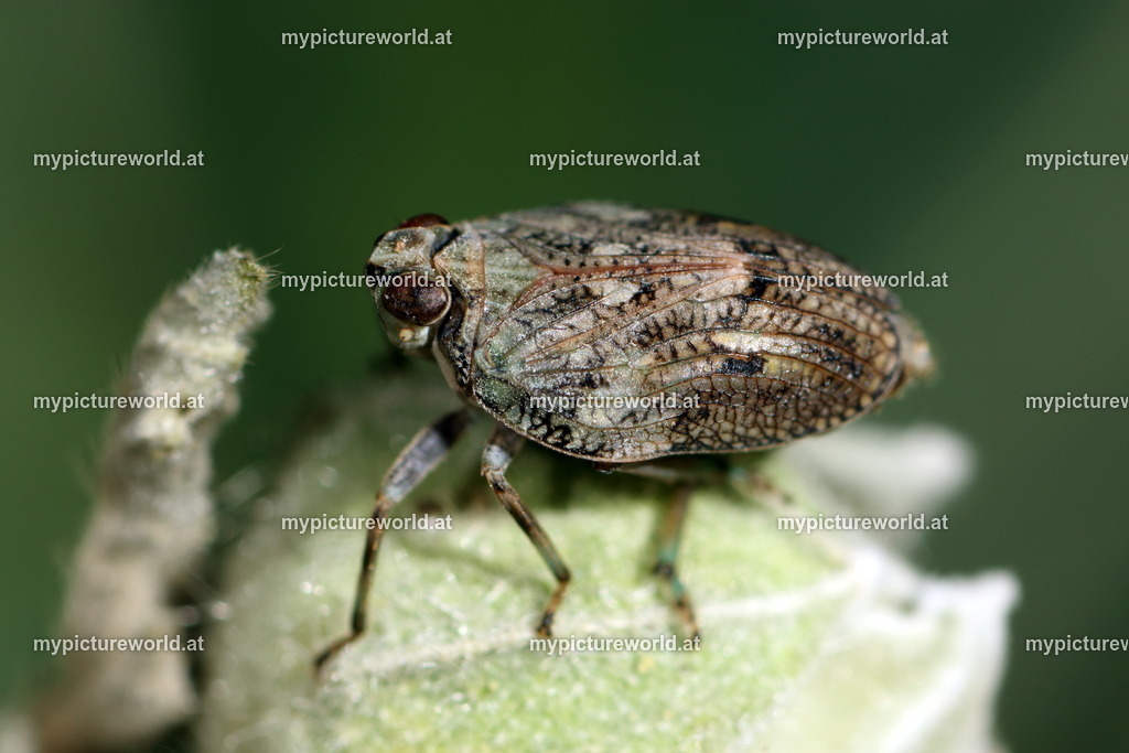 Issus coleoptratus-003 | Das Bilderarchiv über Tiere, Planzen und Landschaften. In der Bilddatenbank finden Sie ein große Auswahl an hochwertigen Bilder für Ihre Werbung - Realisiert mit Pictrs.com