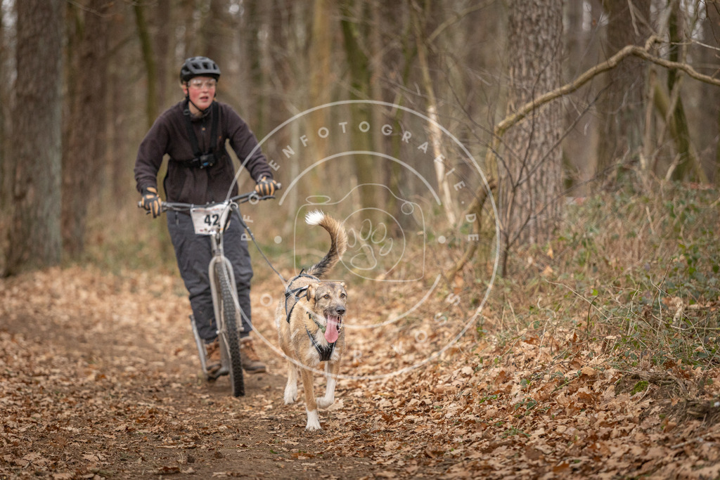 Pfotenfotografie_DV3A0850 | Hundefotografie, Tierfotograf, Pfotenfotografie, Fotoshooting Hund, Hunde Portrait, Hundesport, Hundeportraits, Heideshooting, Hunde, Sportfotograf, Hundefotograf, Turnierhundsport, THS,  - Realisiert mit Pictrs.com