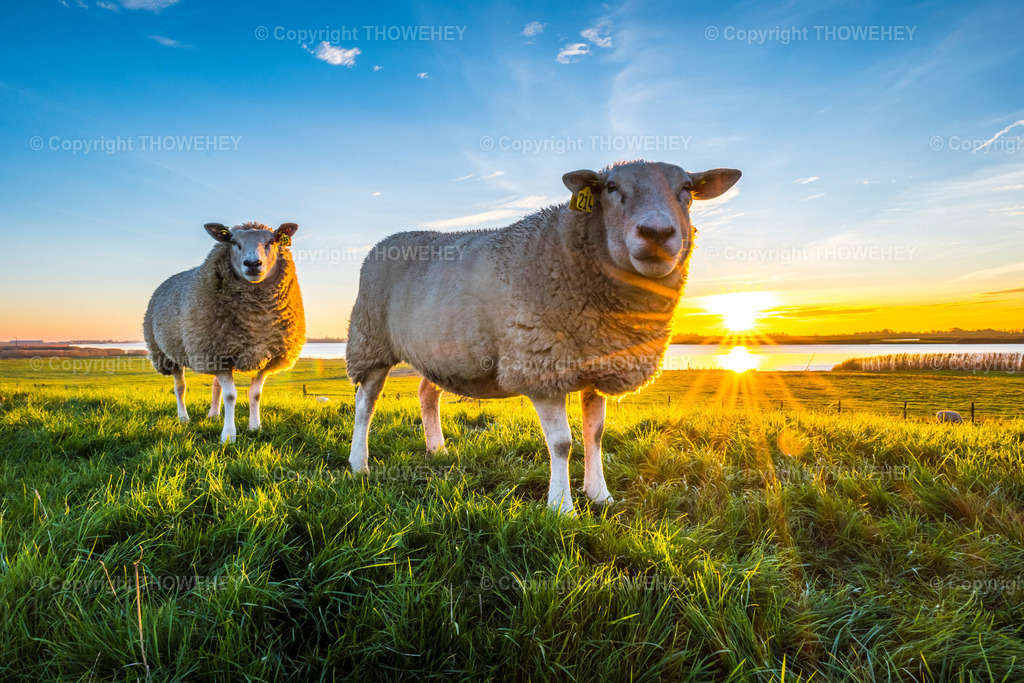 _1017607 | thowehey - Realisiert mit Pictrs.com