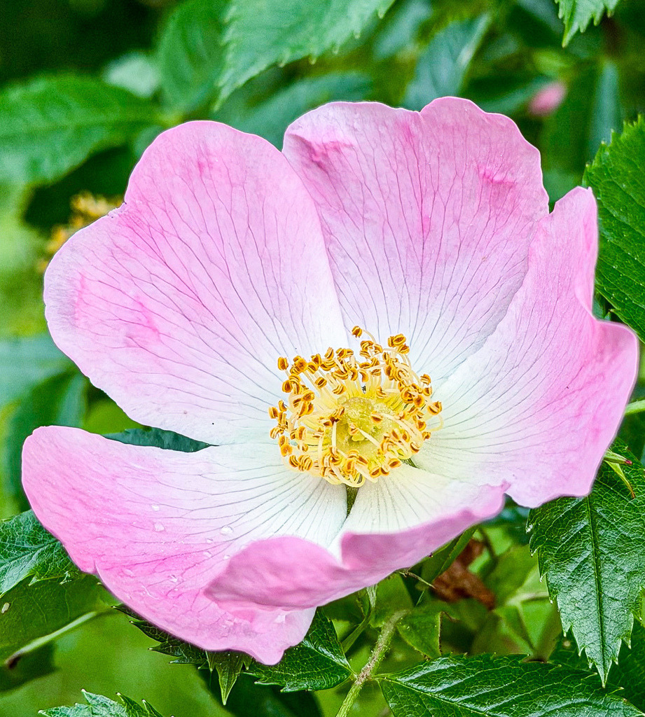 Wild Rose Blossom Close-Up | Soft close-up of a blooming wild rose with delicate pink petals and detailed golden stamens. - Realisiert mit Pictrs.com