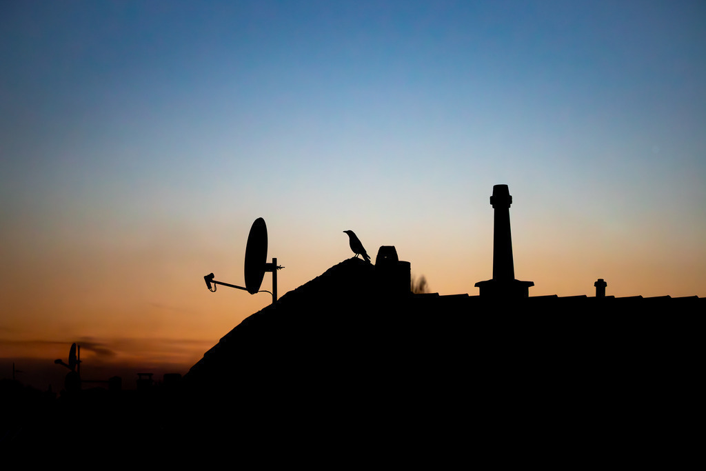 Dohle am Abend | Ein Vogel auf einem Dach während der Abenddämmerung.