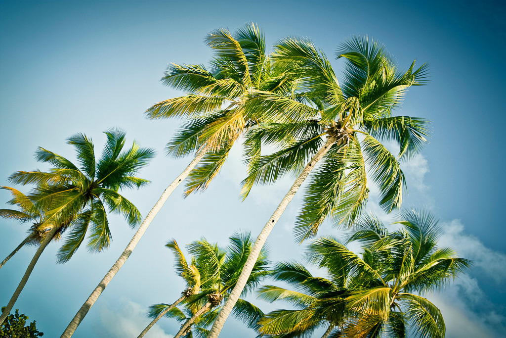Karibikfeeling – Palmen unter blauem Himmel | Schlanke Palmen wiegen sich im Wind vor strahlend blauem Himmel – aufgenommen in der Karibik. Das Bild bringt Leichtigkeit, Wärme und Urlaubsstimmung an jede Wand. Ideal für alle, die sich gern an ferne Orte träumen. - Realisiert mit Pictrs.com