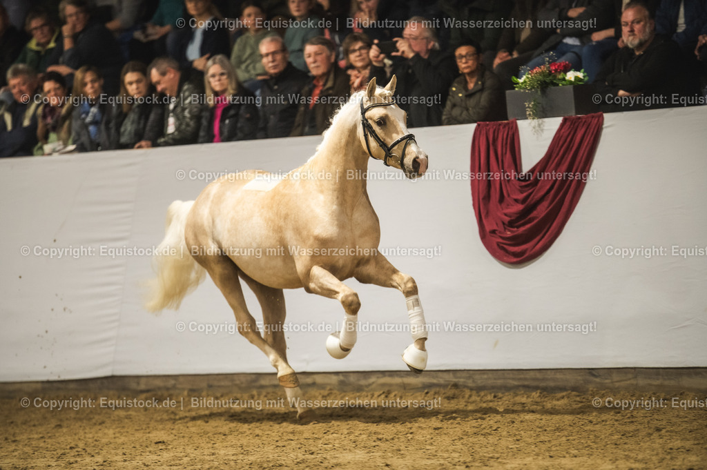 20240302_Hengstvorstellung_Marbach_TOMsPiC_0830 | equistock