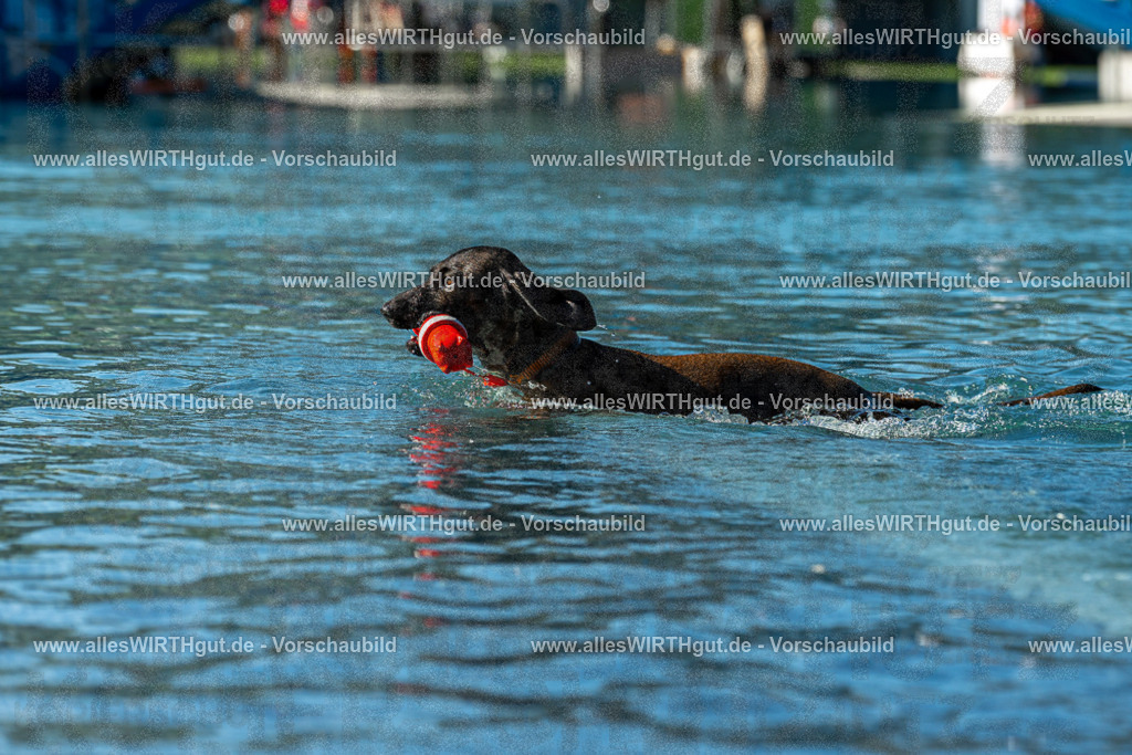 Hundeschwimmen_Volksbad_2026-allesWIRTHgut_Tierfotografie-2609061035-094537-7R509026 | Professionelle Tierfotografie in Mönchengladbach von Daniel Wirth (allesWIRTHgut). Liebevolle & natürliche Bilder von Hunden & Katzen für unvergessliche Erinnerungen.