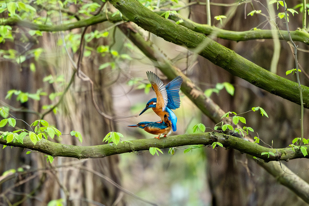 _DSC0635-Verbessert-RR | Ich fotografiere aus Leidenschaft auf meinen Reisen und im Rhein- / Ruhrgebiet , Landschaften, Tiere und Porträts. 

Kaufen Sie die Bilder (u.a. Venedig, Südtirol, Galapagos, Düsseldorf, Indien, Blumen etc.) in einer geschützten Galerie bequem online. - Realisiert mit Pictrs.com