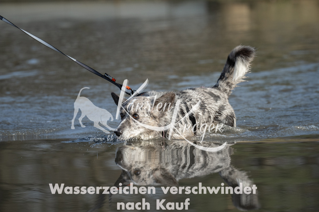 1522_ZZ91540 | kk-dogfotos