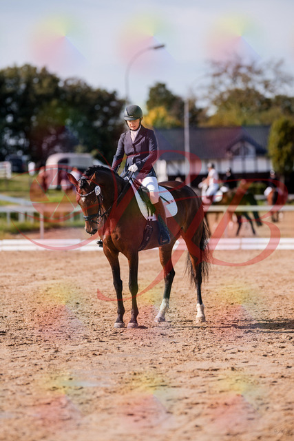 2026_10_03_Siefer-Hof_125846_Z81_49177058 | Professionelle Reitsport-, Turnier- und Eventfotografie von Robert Broda. Galerien mit ausgewählten und bearbeiteten Bildern direkt online ansehen und bestellen.