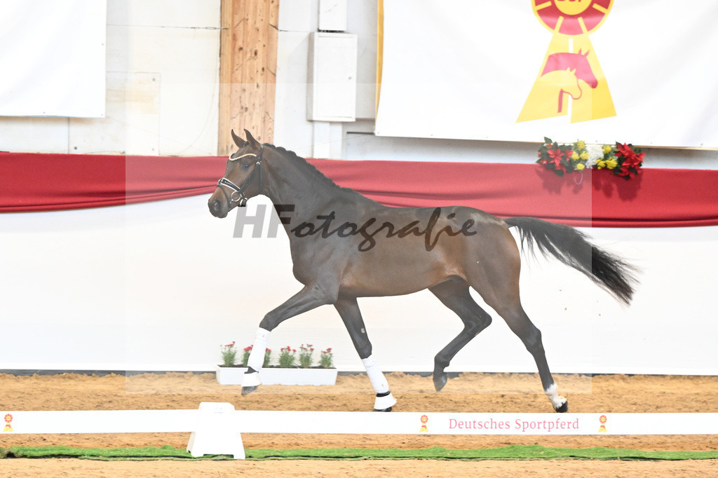 Kat-Nr. 62 Zackerey x Negro_Schep_43231065 | hf-fotografie - Realisiert mit Pictrs.com