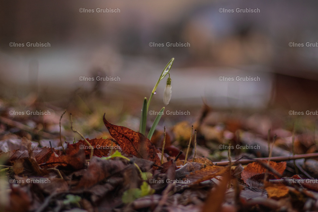 Der Frühling lässt sich nicht aufhalten. | Lila Lubbenbomm - Artwork by Ines Grubisch - Realisiert mit Pictrs.com