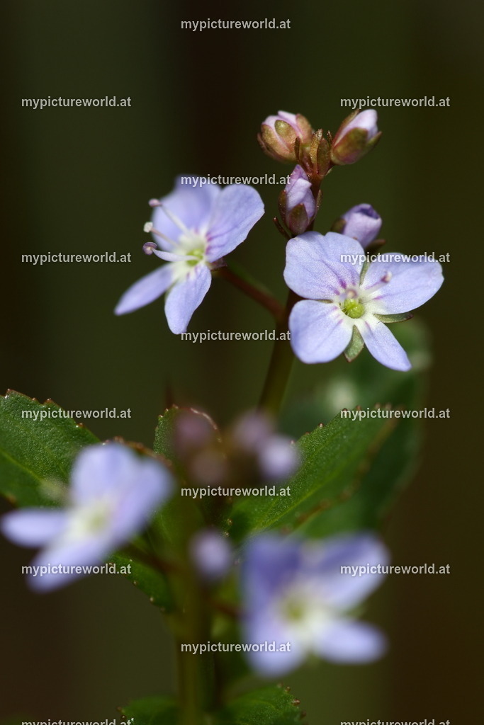 Bach-Ehrenpreis-002 | Das Bilderarchiv über Tiere, Planzen und Landschaften. In der Bilddatenbank finden Sie ein große Auswahl an hochwertigen Bilder für Ihre Werbung - Realisiert mit Pictrs.com