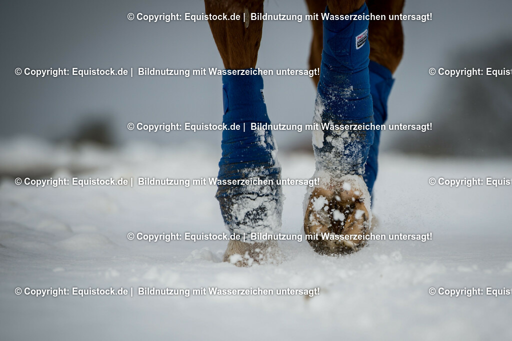 20160116_Hufe_im_Schnee_0002 | equistock
