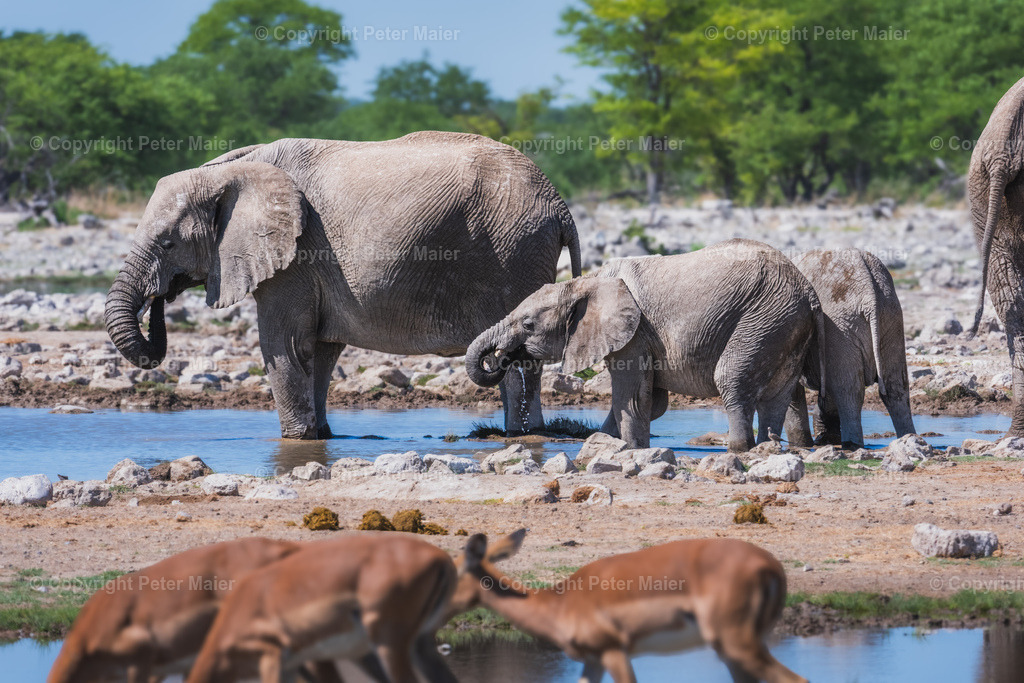 Etosha_Nationalpark_Namibia-580 | piet_flosse