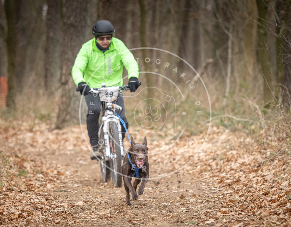 Pfotenfotografie_DV3A6497 | Hundefotografie, Tierfotograf, Pfotenfotografie, Fotoshooting Hund, Hunde Portrait, Hundesport, Hundeportraits, Heideshooting, Hunde, Sportfotograf, Hundefotograf, Turnierhundsport, THS,  - Realisiert mit Pictrs.com