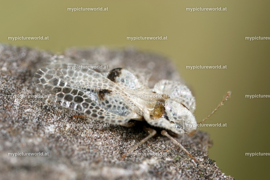Corythucha ciliata-015 | Das Bilderarchiv über Tiere, Planzen und Landschaften. In der Bilddatenbank finden Sie ein große Auswahl an hochwertigen Bilder für Ihre Werbung - Realisiert mit Pictrs.com