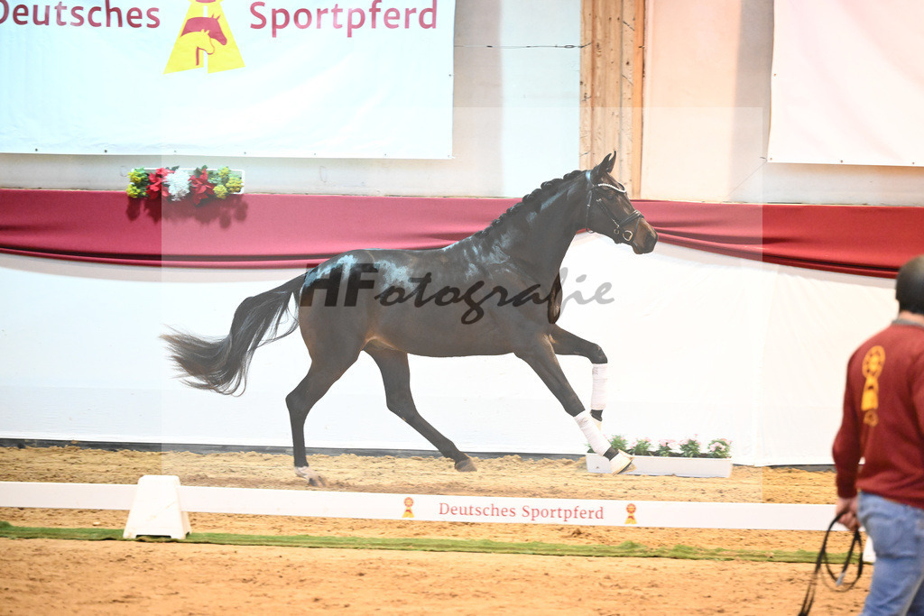 Kat-Nr. 61 Von Und Zu x Lauries Crusador xx_Berger_43232142 | hf-fotografie - Realisiert mit Pictrs.com