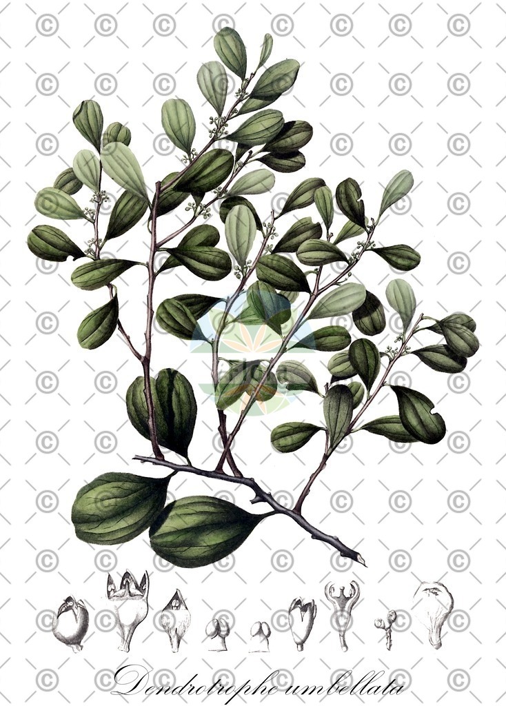 HistAbb_wfo-0000641586_1_ENZY_Simple | Historische Abbildung von Dendrotrophe umbellata - Santalaceae | Historical Illustration of Dendrotrophe umbellata - Santalaceae