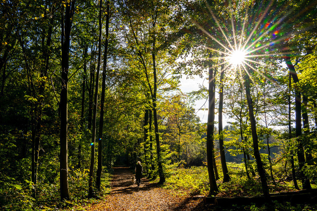 Goldener Herbstmoment im Rheydter Wald | Ein strahlender Sonnenstern bricht durch das herbstliche Blätterdach und taucht den Wald am Schloss Rheydt in magisches, goldenes Licht. Die späte Oktober-Sonne wärmt den bewaldeten Weg, der reichlich mit buntem Laub bedeckt ist. In aller Seelenruhe spaziert eine Person mit ihrem Hund durch die Natur und genießt die friedliche Stille dieser Herbstidylle. Die harmonische Mischung aus satten Grüntönen und leuchtendem Gelb schenkt ein Gefühl von Geborgenheit, Entschleunigung und tiefer Naturverbundenheit. - Realisiert mit Pictrs.com