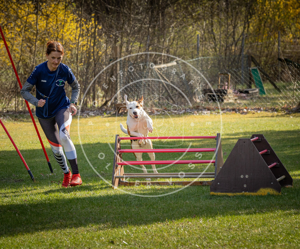 Pfotenfotografie_DV3A1917 | Hundefotografie, Tierfotograf, Pfotenfotografie, Fotoshooting Hund, Hunde Portrait, Hundesport, Hundeportraits, Heideshooting, Hunde, Sportfotograf, Hundefotograf, Turnierhundsport, THS,  - Realisiert mit Pictrs.com