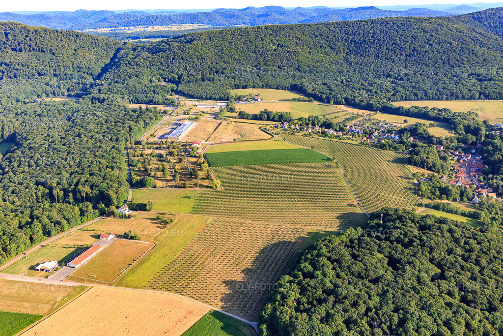 Vue aérienne: Plantation d'arbres sur l'ancien terrain de la caserne à Drachenbronn-Birlenbach dans le département Bas Rhin, France. Photo: IMG_149344.jpg prise le 05/07/2025 par Werner Riehm/FLY-FOTO.eu – Résolution de l'original: 5472 x 3648 px
