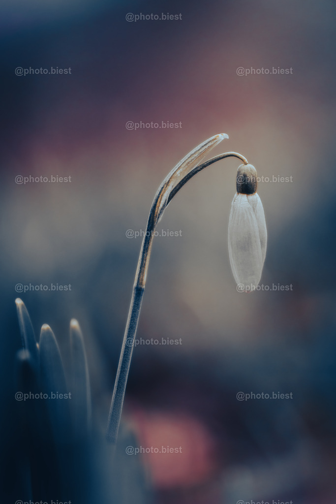 Pastellglöckchen | Ein Schneeglöckchen in weichen Farben. - Realisiert mit Pictrs.com