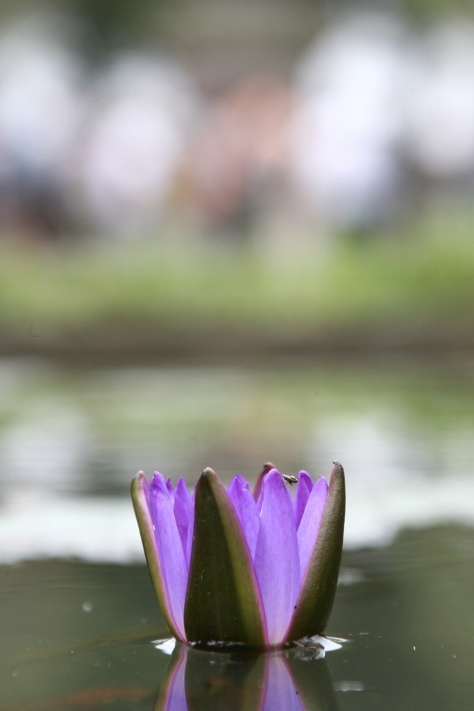 Lotusblume | BILDER AN DIE WAND                                                verschönern sie ihr Büro, ihre Praxis oder ihre viel Wände zu Haus  - Realisiert mit Pictrs.com