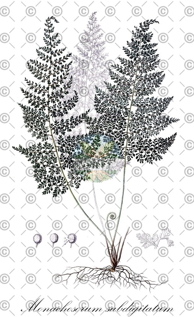 HistAbb_wfo-0000053942_1_ENZY_Simple | Historische Abbildung von Monachosorum subdigitatum - Dennstaedtiaceae | Historical Illustration of Monachosorum subdigitatum - Dennstaedtiaceae