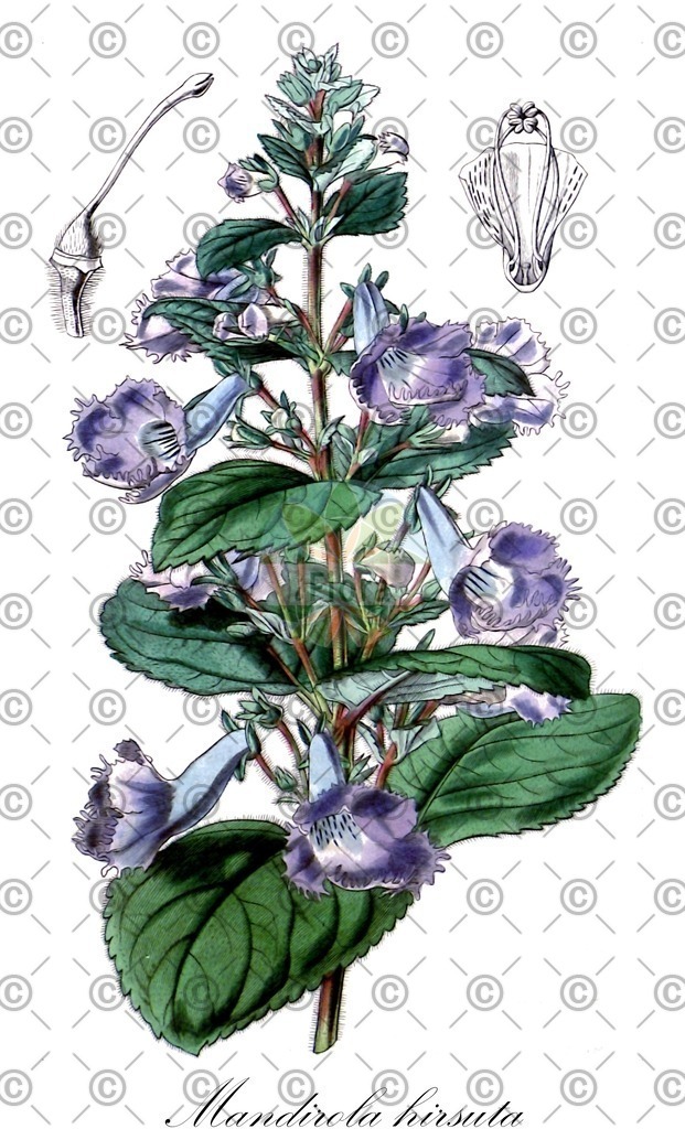 HistAbb_wfo-0000453454_1_ENZY_Simple | Historische Abbildung von Mandirola hirsuta - Gesneriaceae | Historical Illustration of Mandirola hirsuta - Gesneriaceae