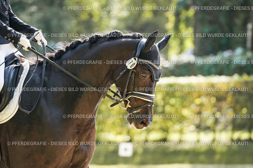 DSC08240 | Pferdegrafie