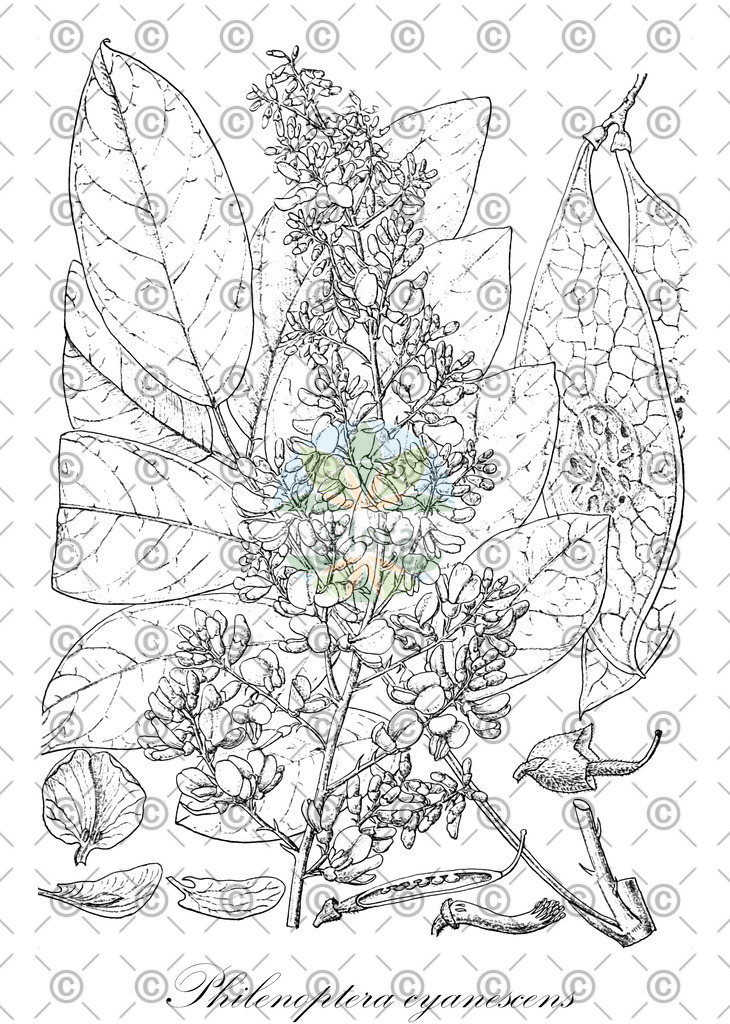 HistAbb_wfo-0001076379_1_ENZY_Simple | Historische Abbildung von Philenoptera cyanescens - Fabaceae | Historical Illustration of Philenoptera cyanescens - Fabaceae