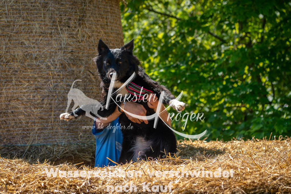 1038STR_5565 | kk-dogfotos