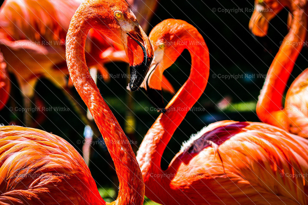 IMG_3182 | Rolf Wittke  - Realisiert mit Pictrs.com