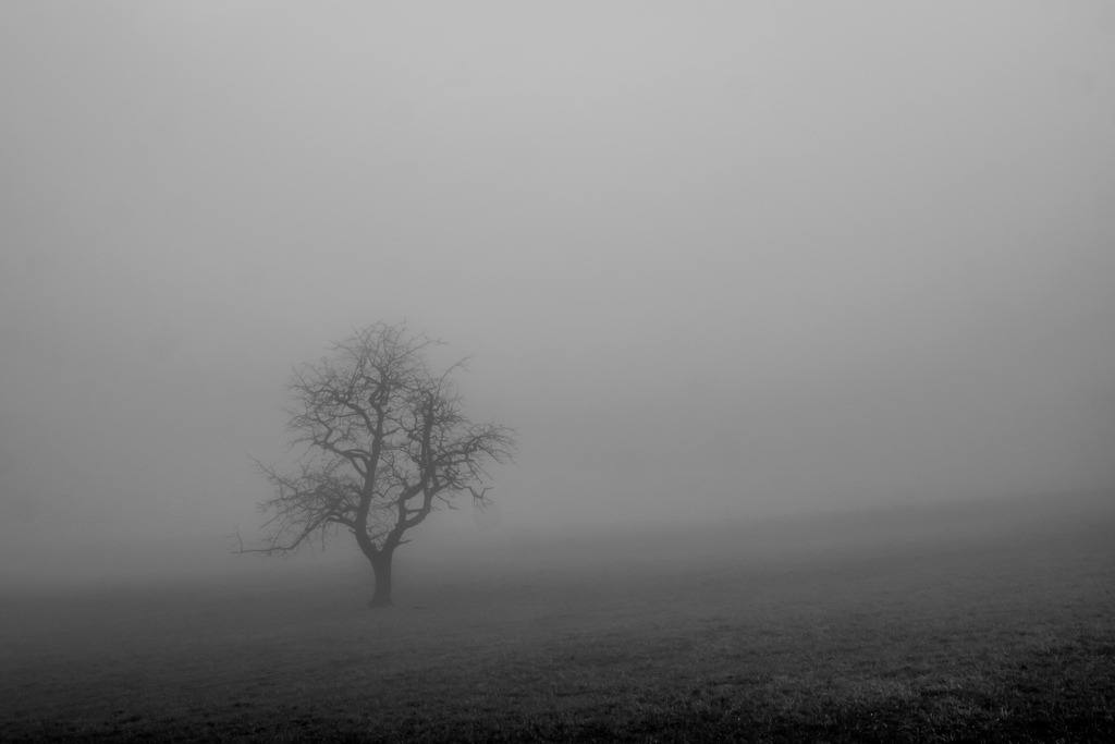 Wanderung Rümlingen - Läufelfingen | Einsamer Baum im Nebel auf einem Feld bei Mettenberg  - Realisiert mit Pictrs.com