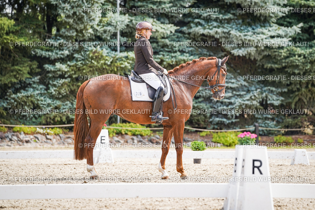 DSC09921 | Pferdegrafie