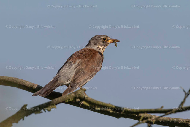 2018110 | Tierfotografie, Tierkalender, Tierbilder, Insekten, Spinnen, Vögel, Schmetterling, Libellen, Leinwand, Colorkey, Qualität, Geschenkartikel, Geschenk - Realisiert mit Pictrs.com