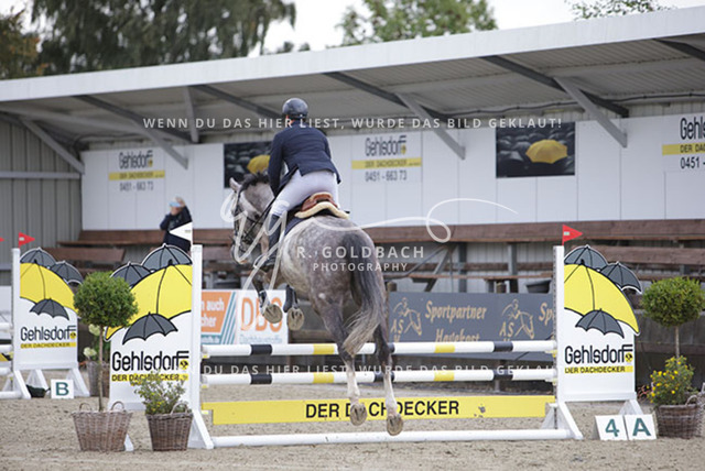 1J2A8917Tim Schwanke_ Zisall_ Kn1005_ Havekost | Foto- und Videografie für alles rund ums Pferd. Hochwertige Bilder und Videos vom Spring- und Dressurreiten, Voltigieren & mehr. Jetzt aktuelle Veranstaltungen und Preise im Shop ansehen. - Realisiert mit Pictrs.com