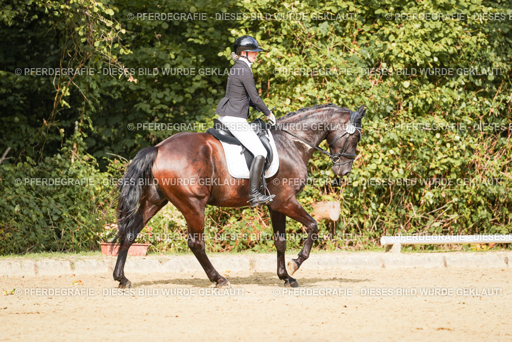 DSC03239 | Pferdegrafie