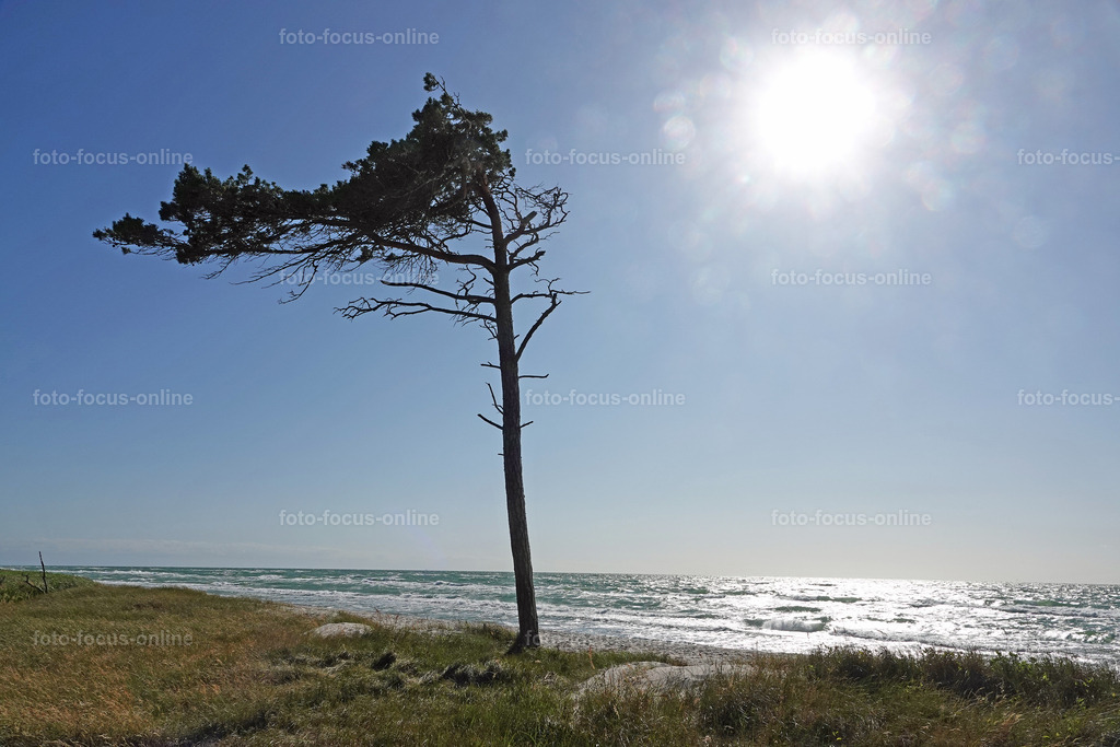 windswept tree | wind escaper in grey weather