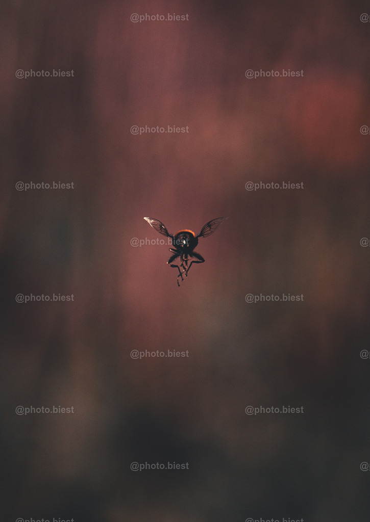 IMGC6216 | photobiest - Realisiert mit Pictrs.com