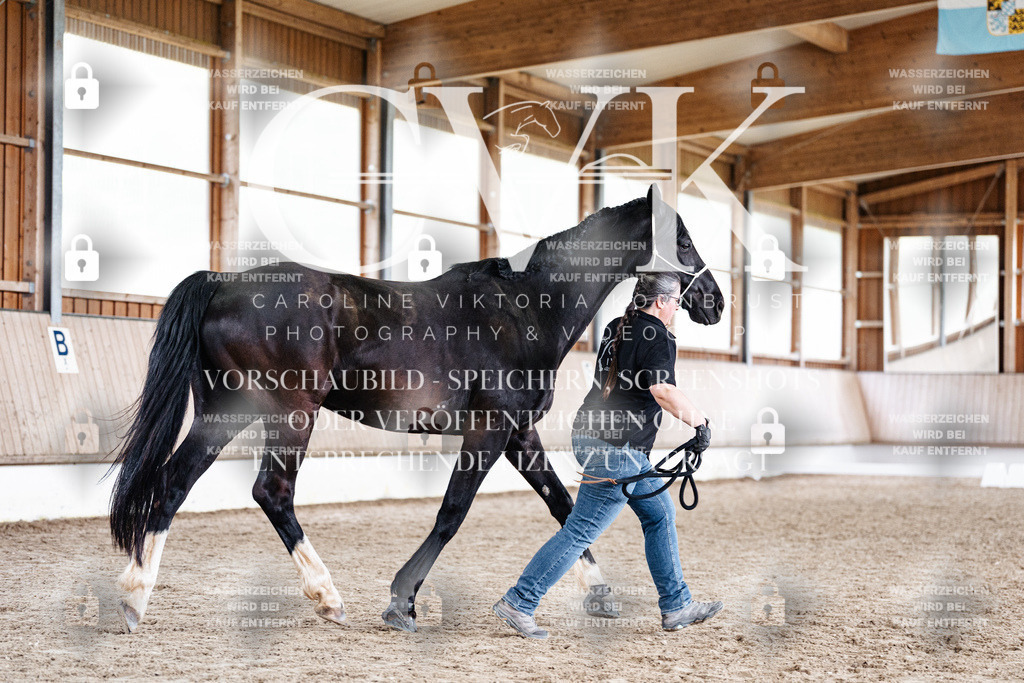 CK908016 | Turnierfotografie Pferdefotografie Trier Rheinland-Pfalz Pferdesport Reitsport Tierfotografie Sportfotografie Pferdevideo Pferdevideografie Equestrianvideography equestrianphotography  - Realisiert mit Pictrs.com