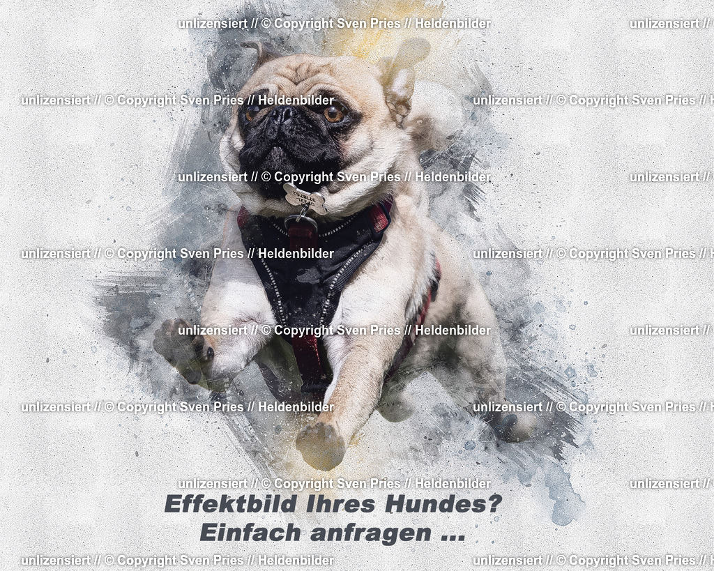 Hunderennen_Baden-Baden_02 | Heldenbilder - Realisiert mit Pictrs.com
