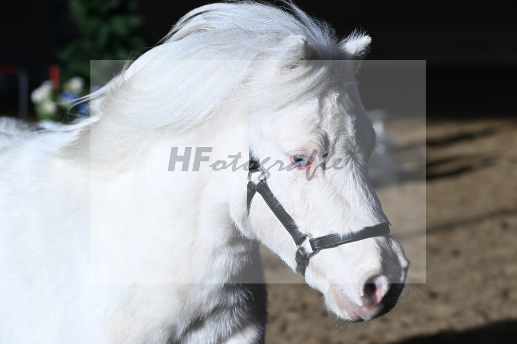 Kat-Nr. 14 Elmhorst Irish Cream v. Elmhorst Irish Coffee_Elmer_49250630 | hf-fotografie - Realisiert mit Pictrs.com