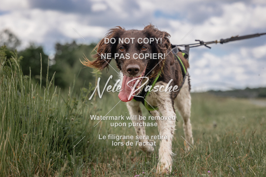 nelerasche_BuHu2026_SaCC1100-1200_71 | nelerasche
