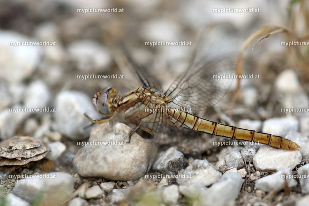 Südlicher Blaupfeil-005 | Das Bilderarchiv über Tiere, Planzen und Landschaften. In der Bilddatenbank finden Sie ein große Auswahl an hochwertigen Bilder für Ihre Werbung - Realized with Pictrs.com