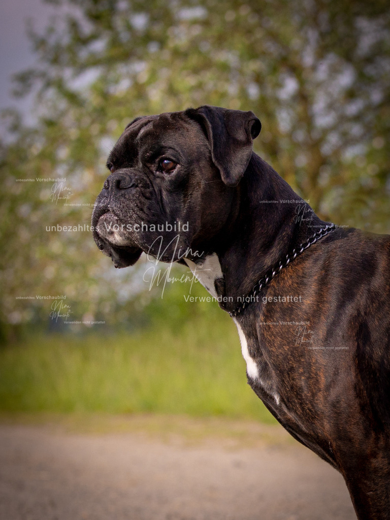_16A8091-1 | Einzigartige Fotos von Hunden & Menschen –Actionfotos, Portraits, Vereinsaufnahmen & Paarshootings – authentisch, lebendig & mit Herz.