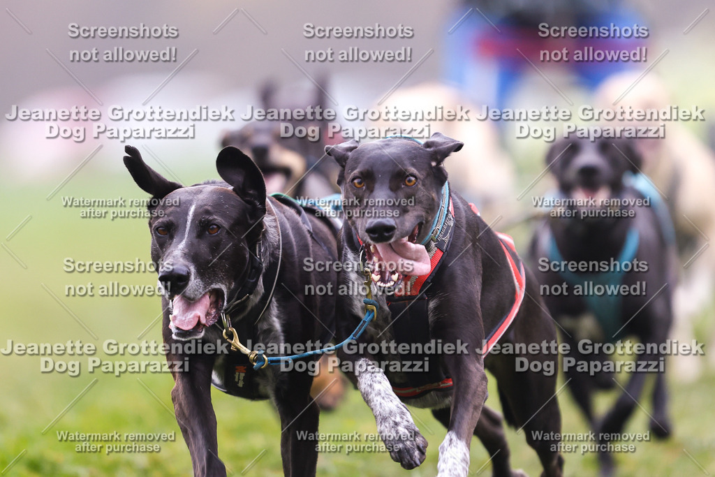 Dog Paparazzi - Visbeck 25 -42 | Dog Paparazzi Jeanette Grottendiek Fotografie & Videografie - Realisiert mit Pictrs.com